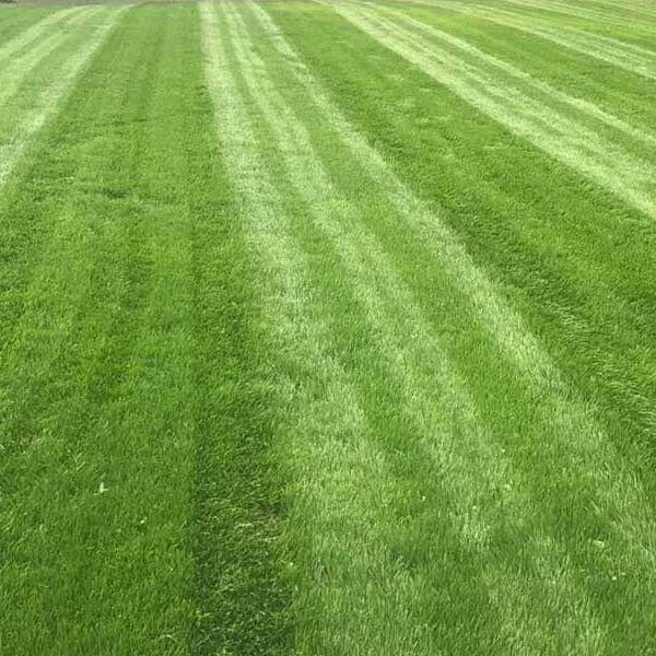 Lawn Care