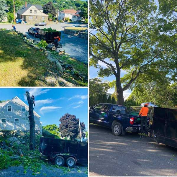 Tree Removal