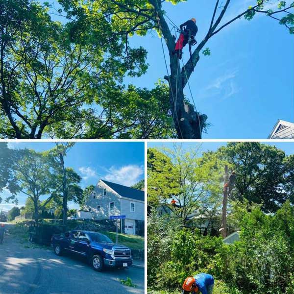 Tree Service