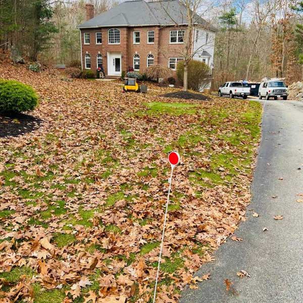 Yard and Fall Cleanup